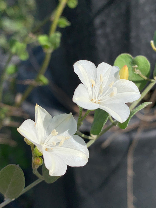 Beach Clustervine