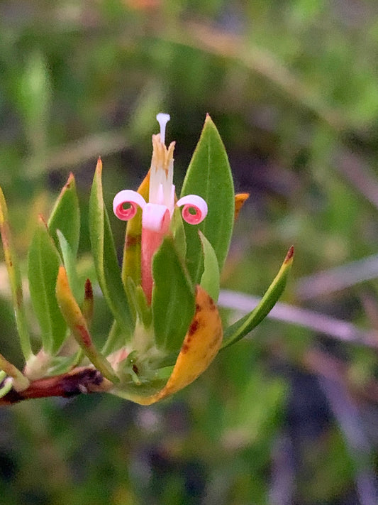 Beach Creeper