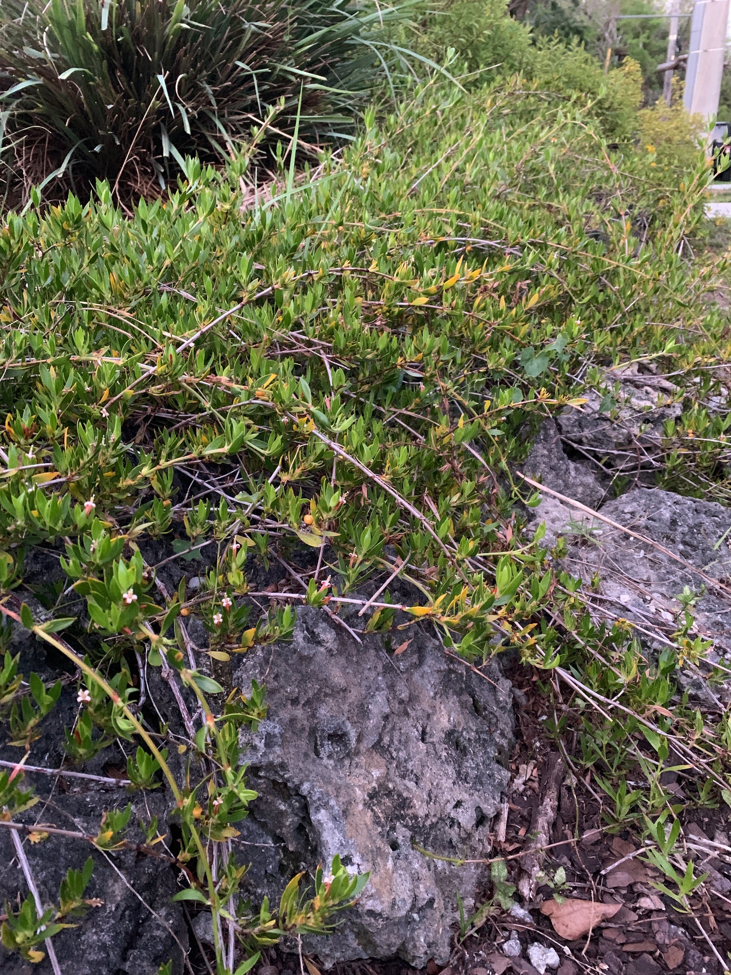 Beach Creeper