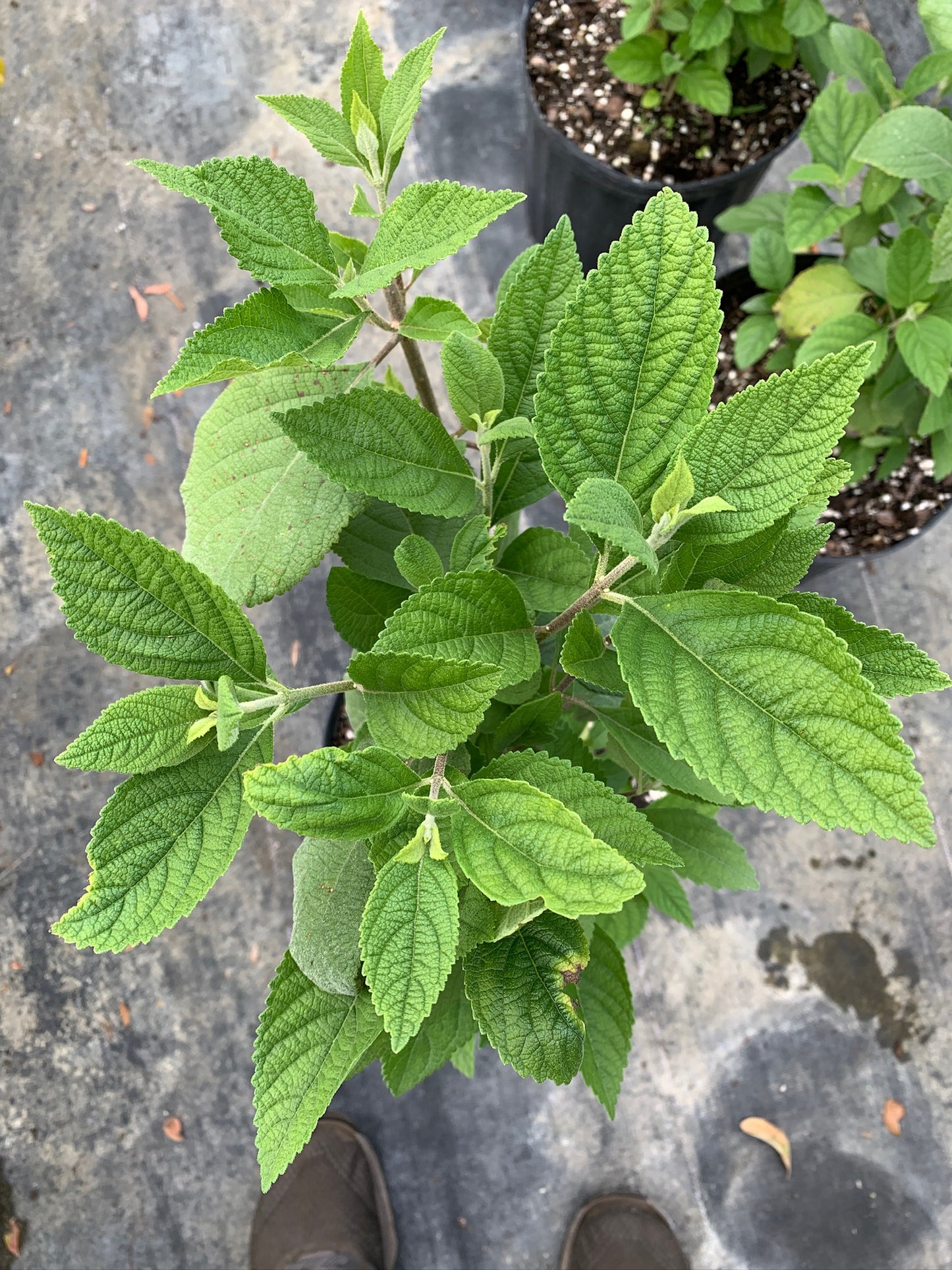 American Beautyberry