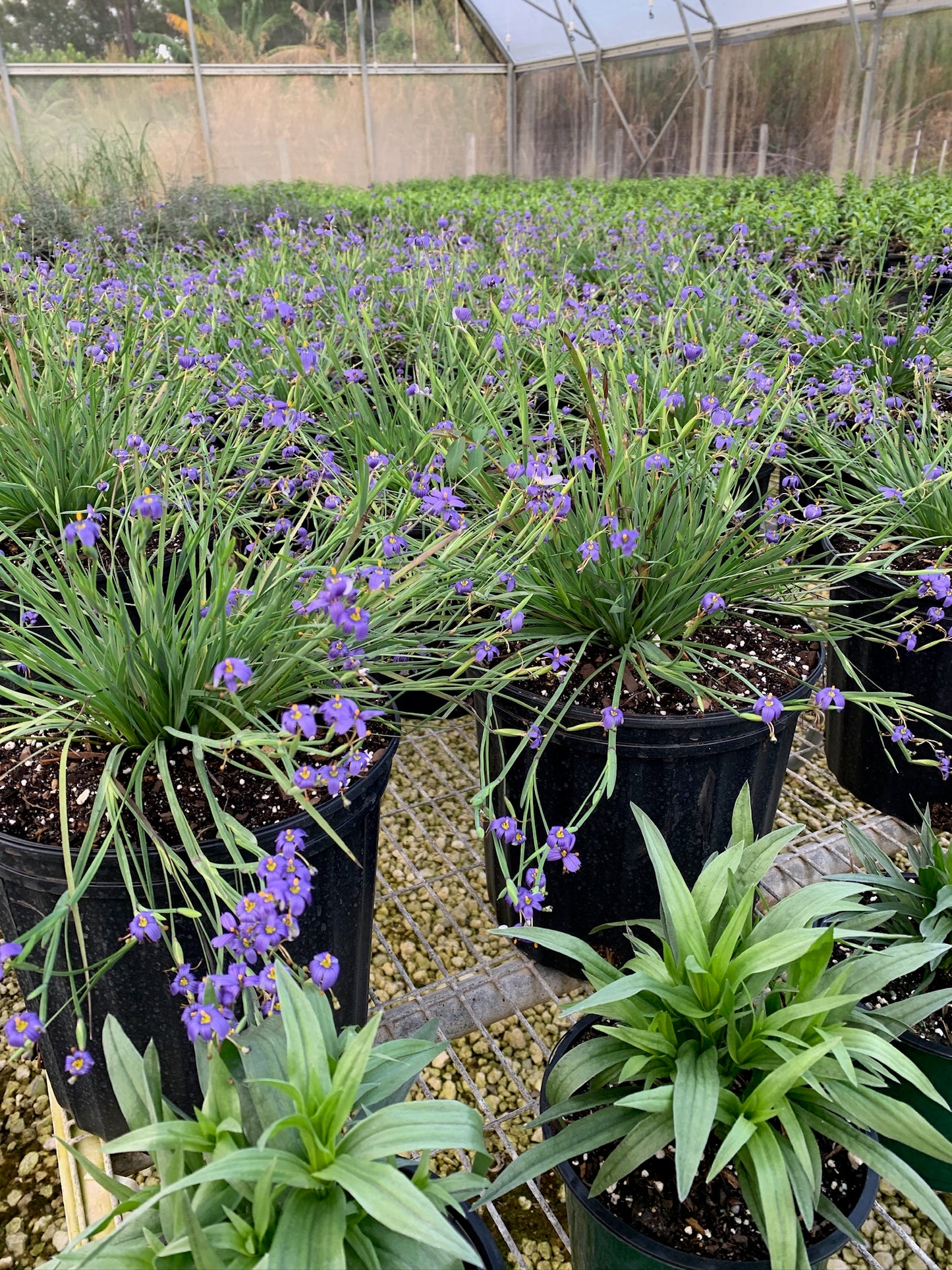 Blue-eyed Grass
