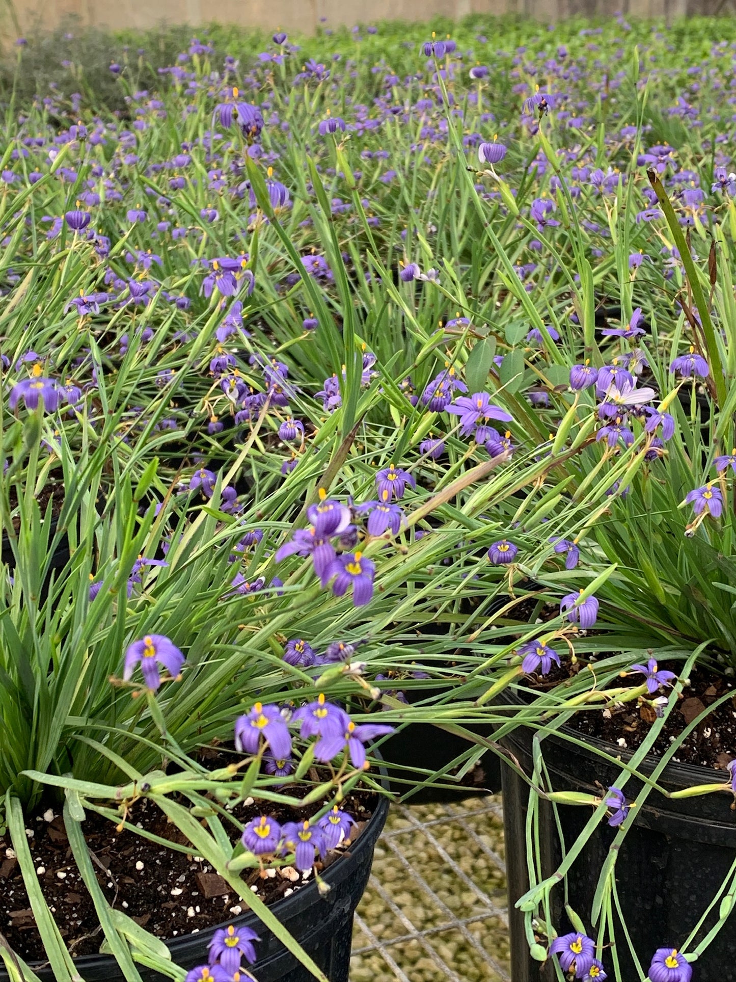 Blue-eyed Grass