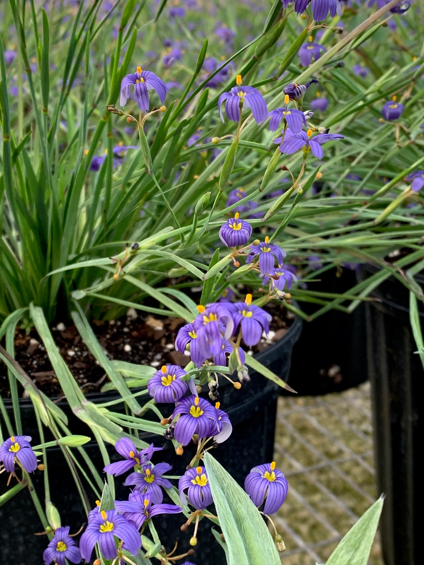 Blue-eyed Grass