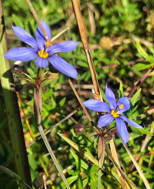 Blue-eyed Grass