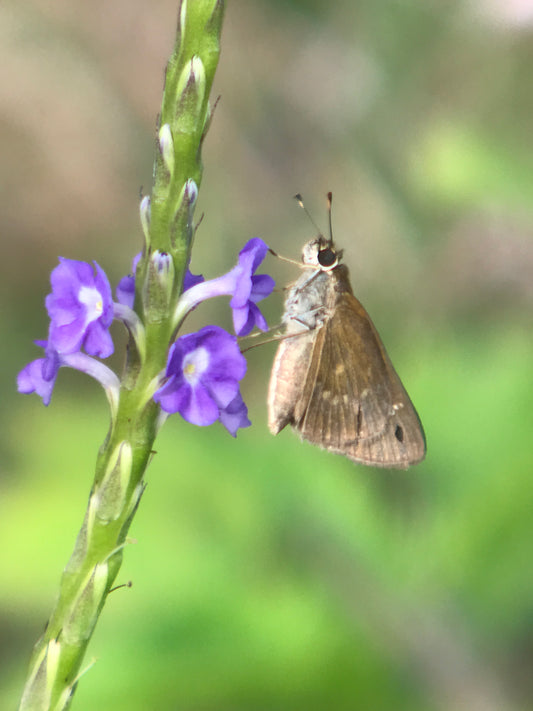 Blue Porterweed