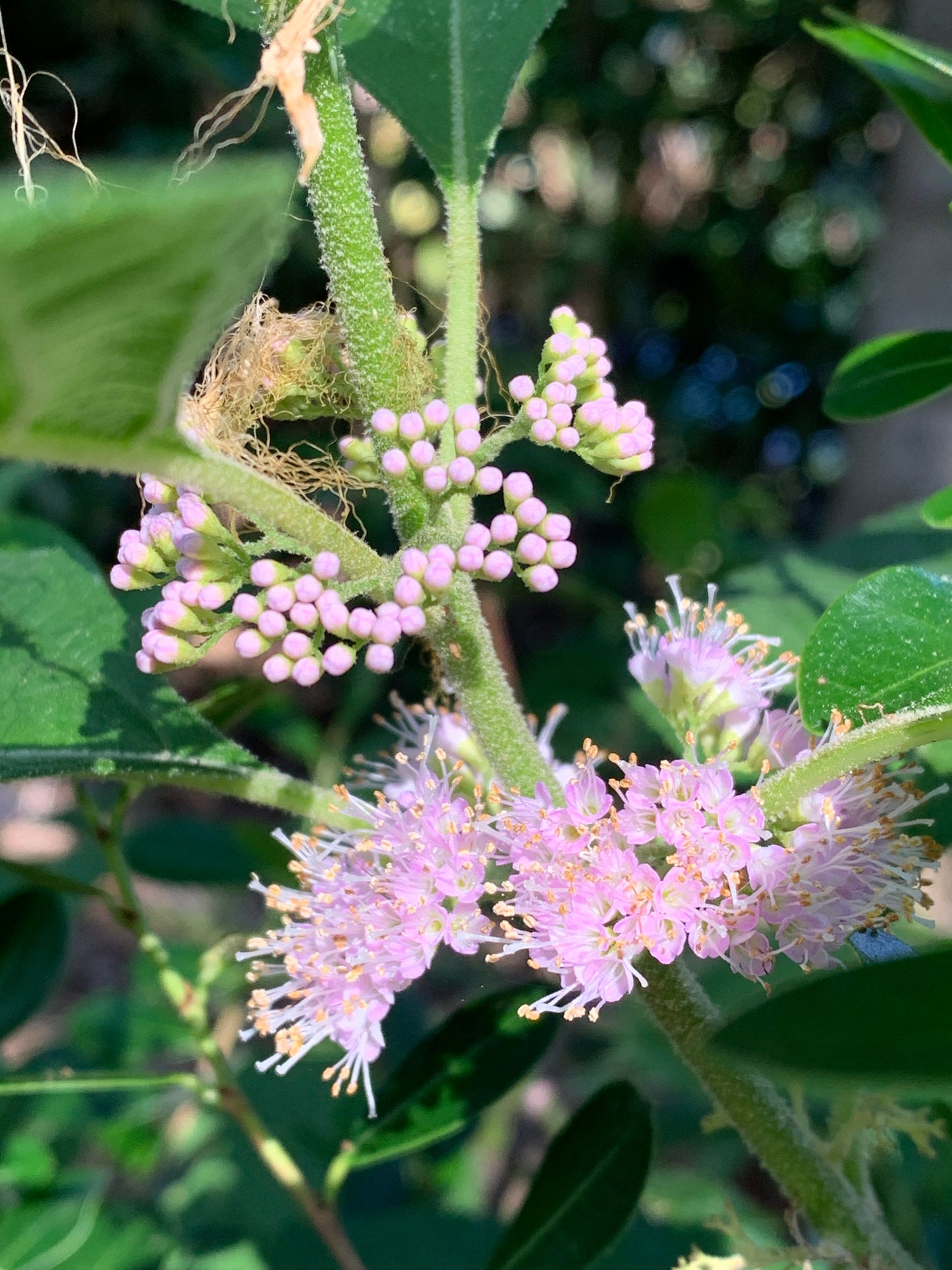 American Beautyberry