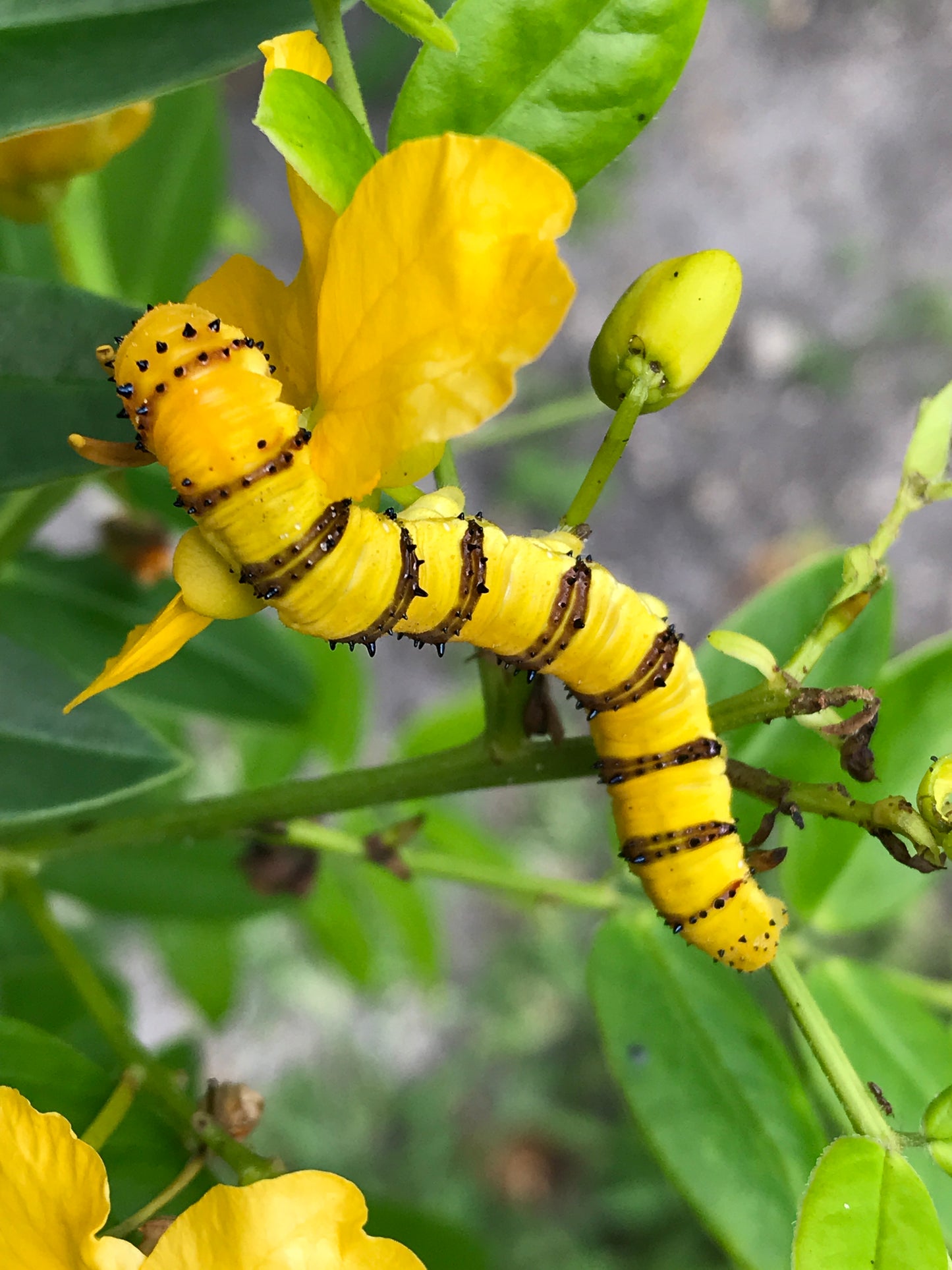Privet Senna (Cassia)