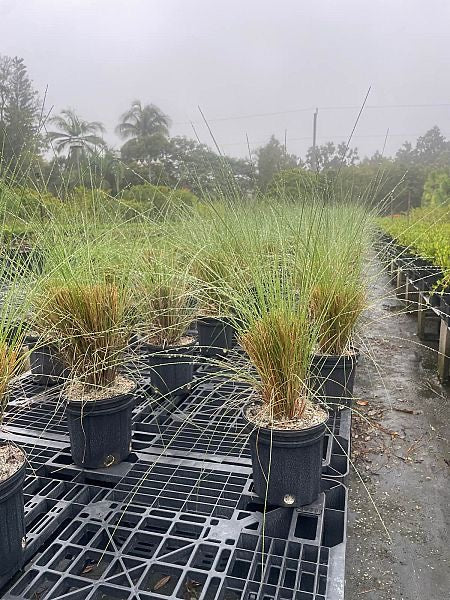 Muhlygrass