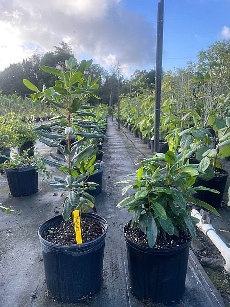 Florida Myrsine