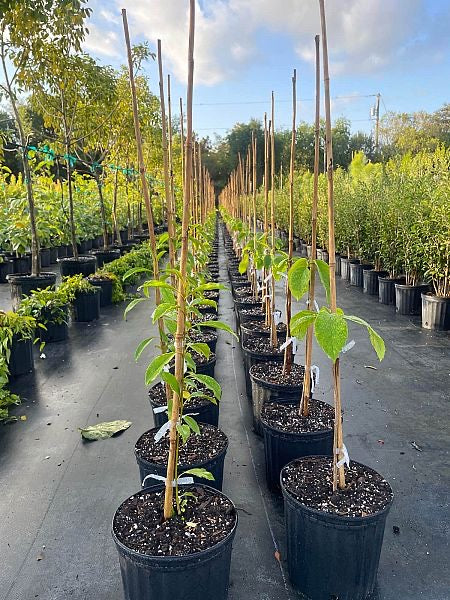 Orange Geiger Tree