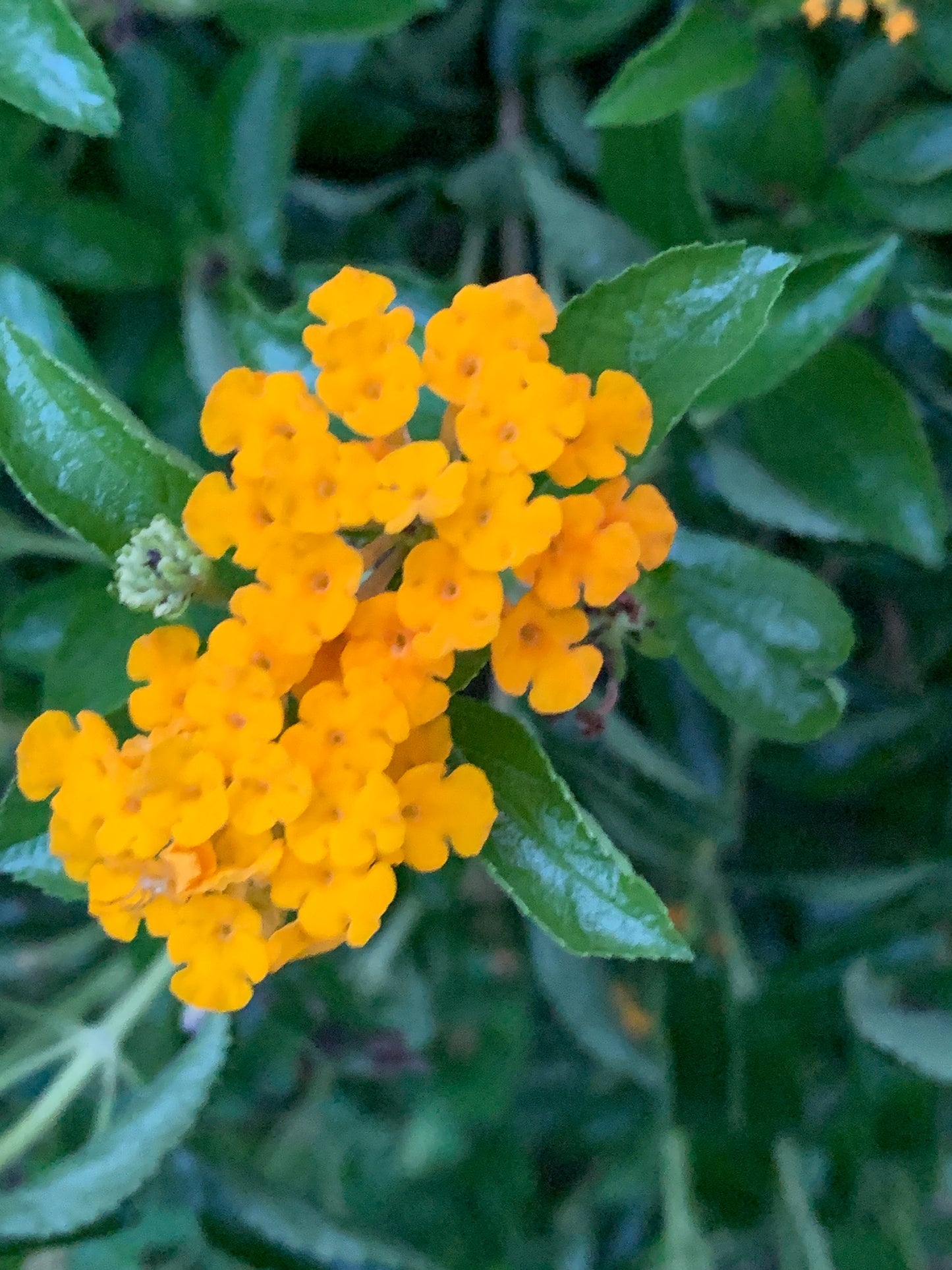 Pineland Lantana depressa var. depressa