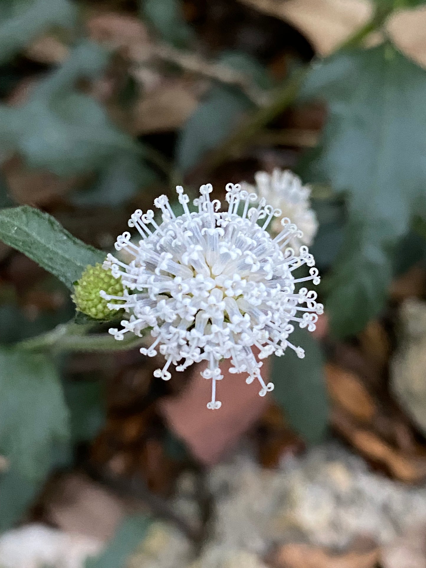 Snow Squarestem
