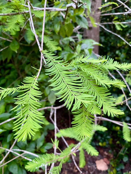 Bald Cypress