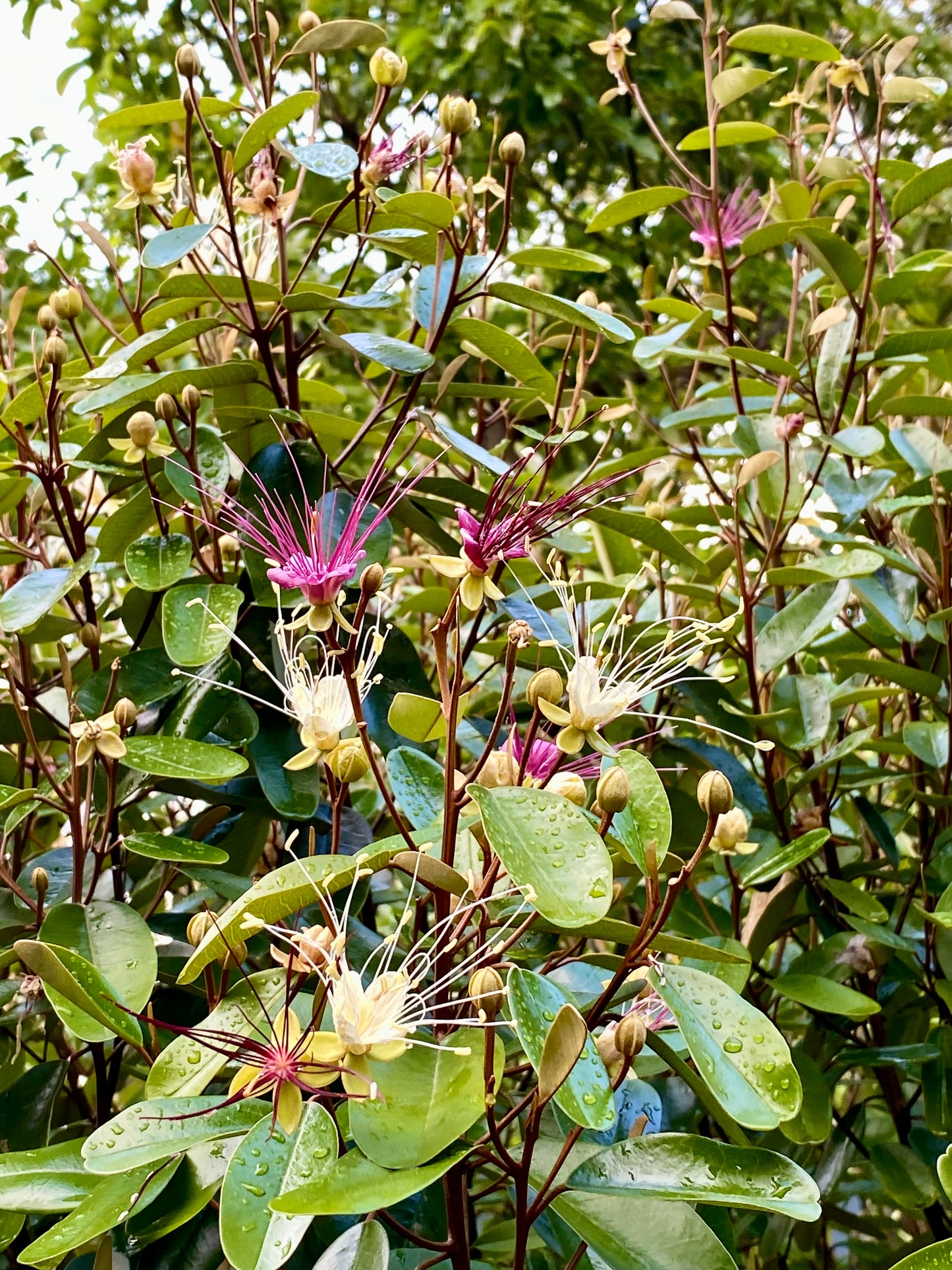 Jamaican Caper