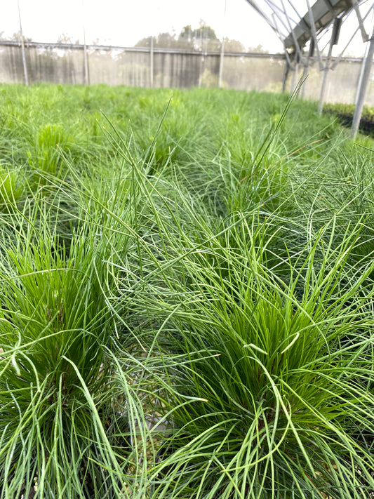 Muhlygrass