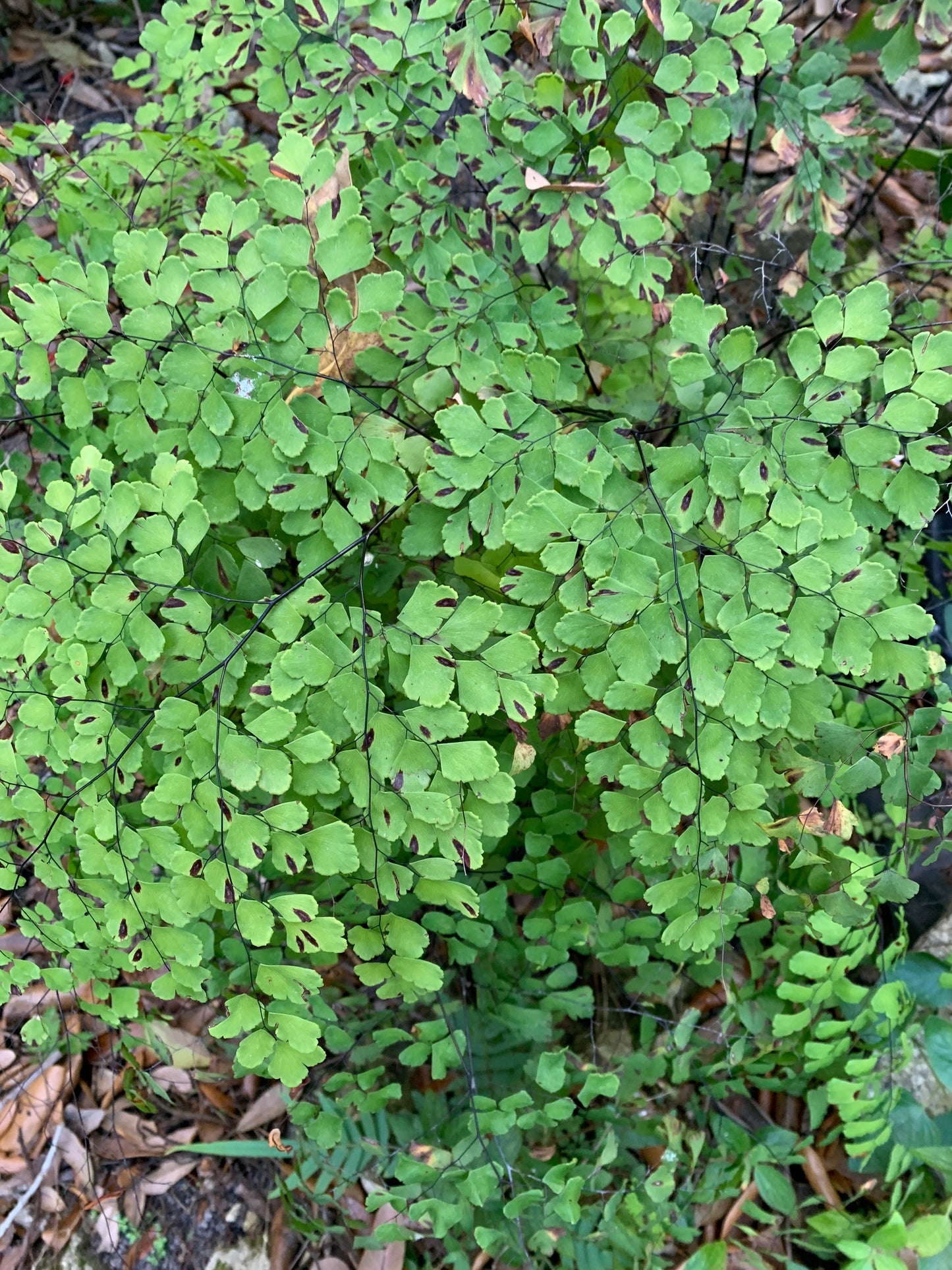 Brittle Maidenhair Fern