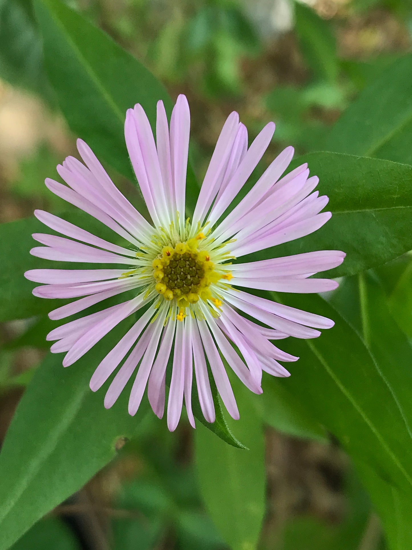 Miami Native Plants Gift Card
