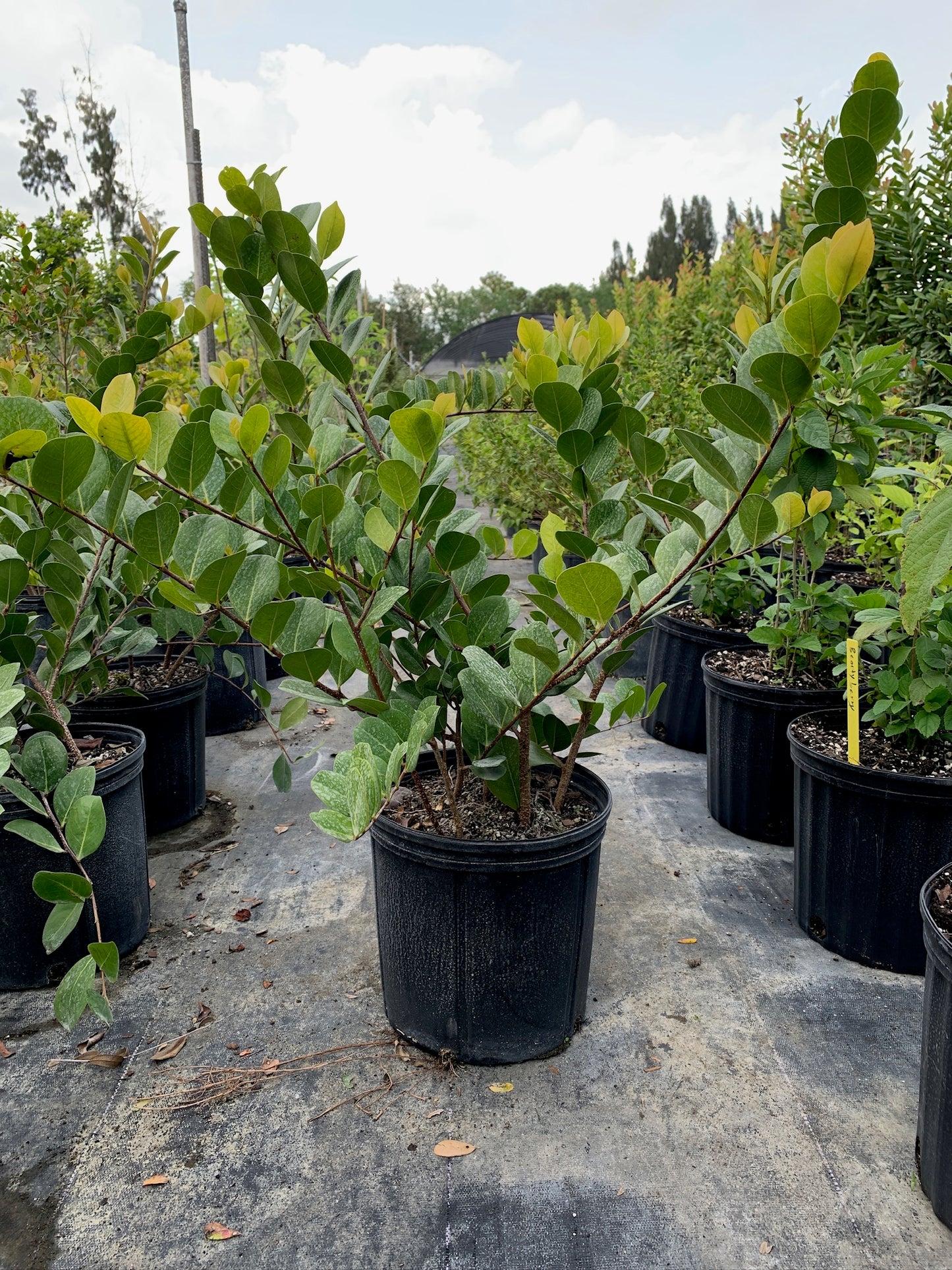 Horizontal Cocoplum