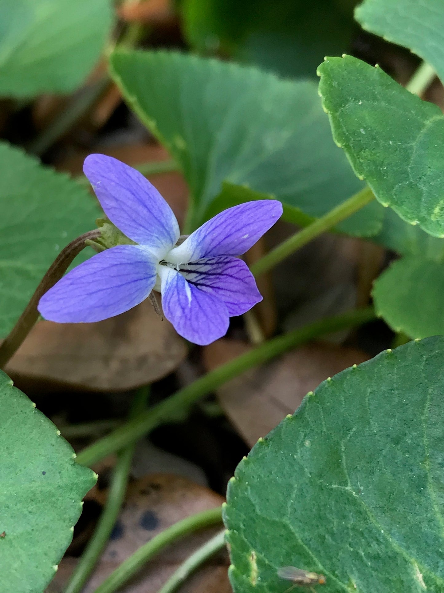 Common Violet