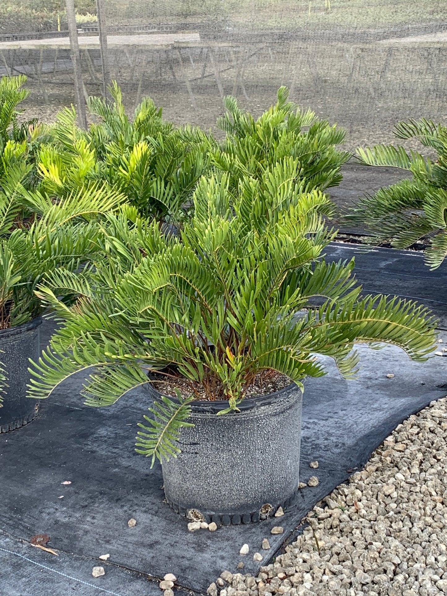 Coontie