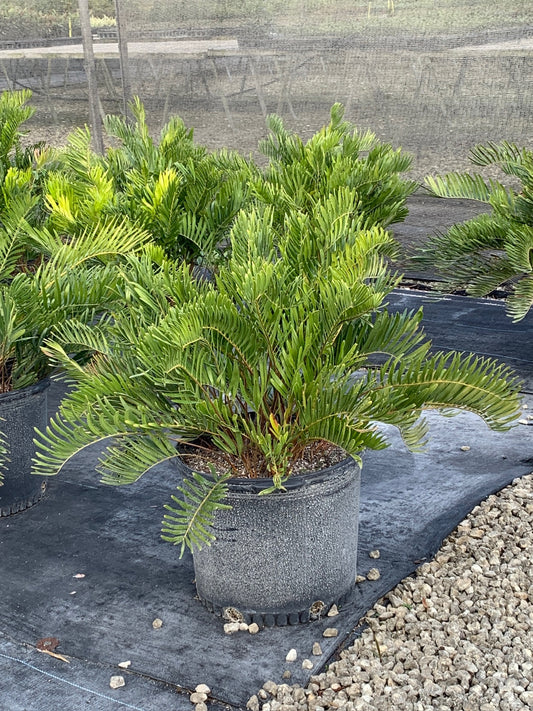 Coontie