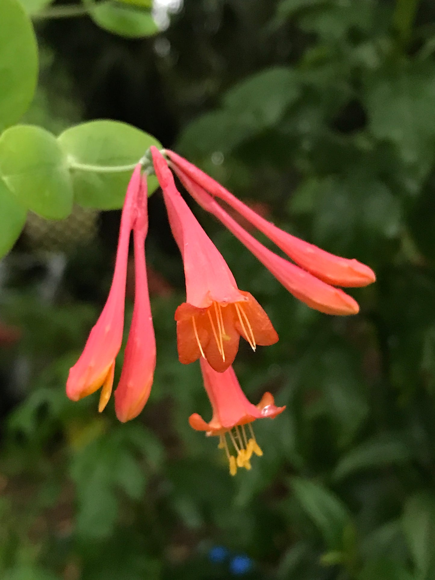 Coral Honeysuckle