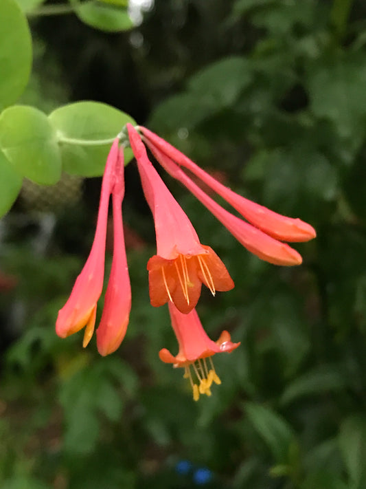 Coral Honeysuckle