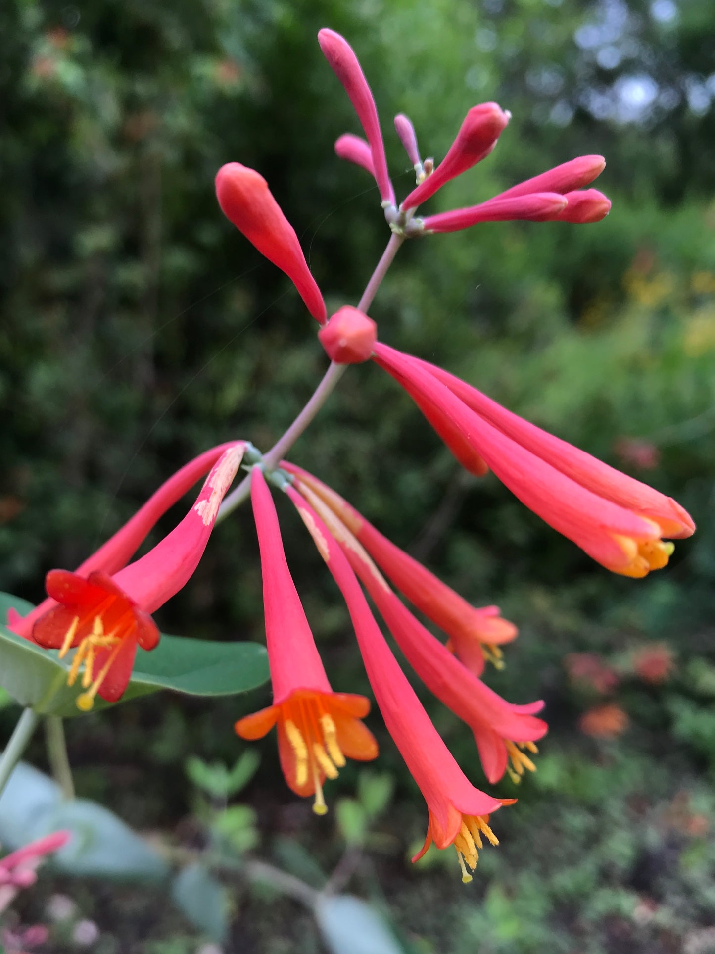 Coral Honeysuckle