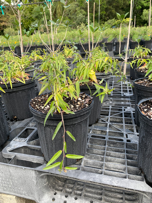 Corkystem Passionvine