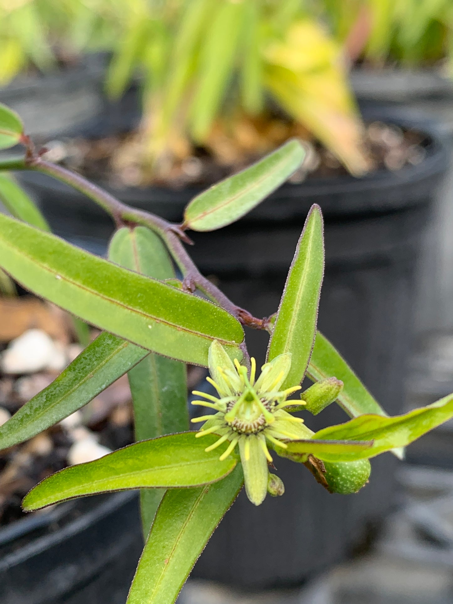 Corkystem Passionvine