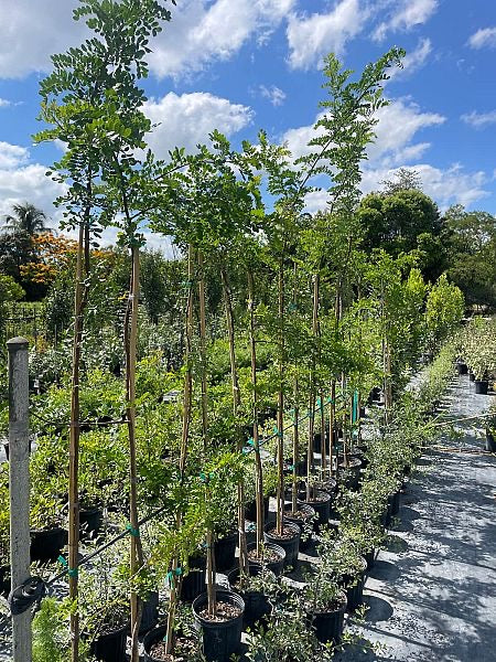 Cinnecord ”Pineland Acacia”