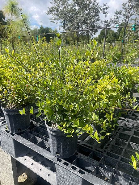 White Indigoberry