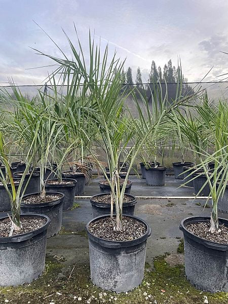 Buccaneer Palm