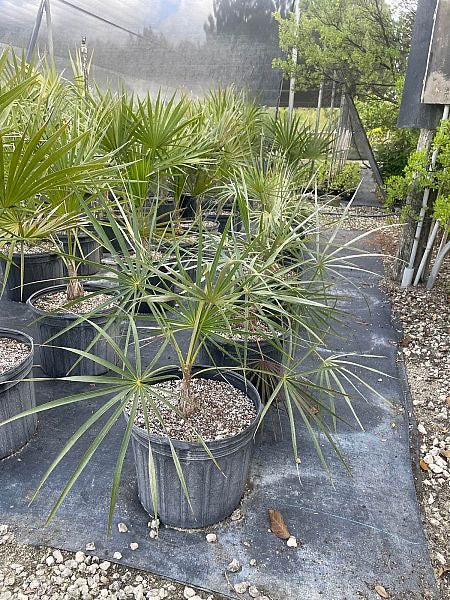 Silver Palm
