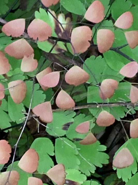 Brittle Maidenhair Fern