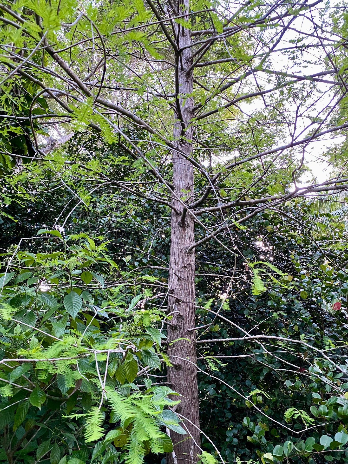 Bald Cypress