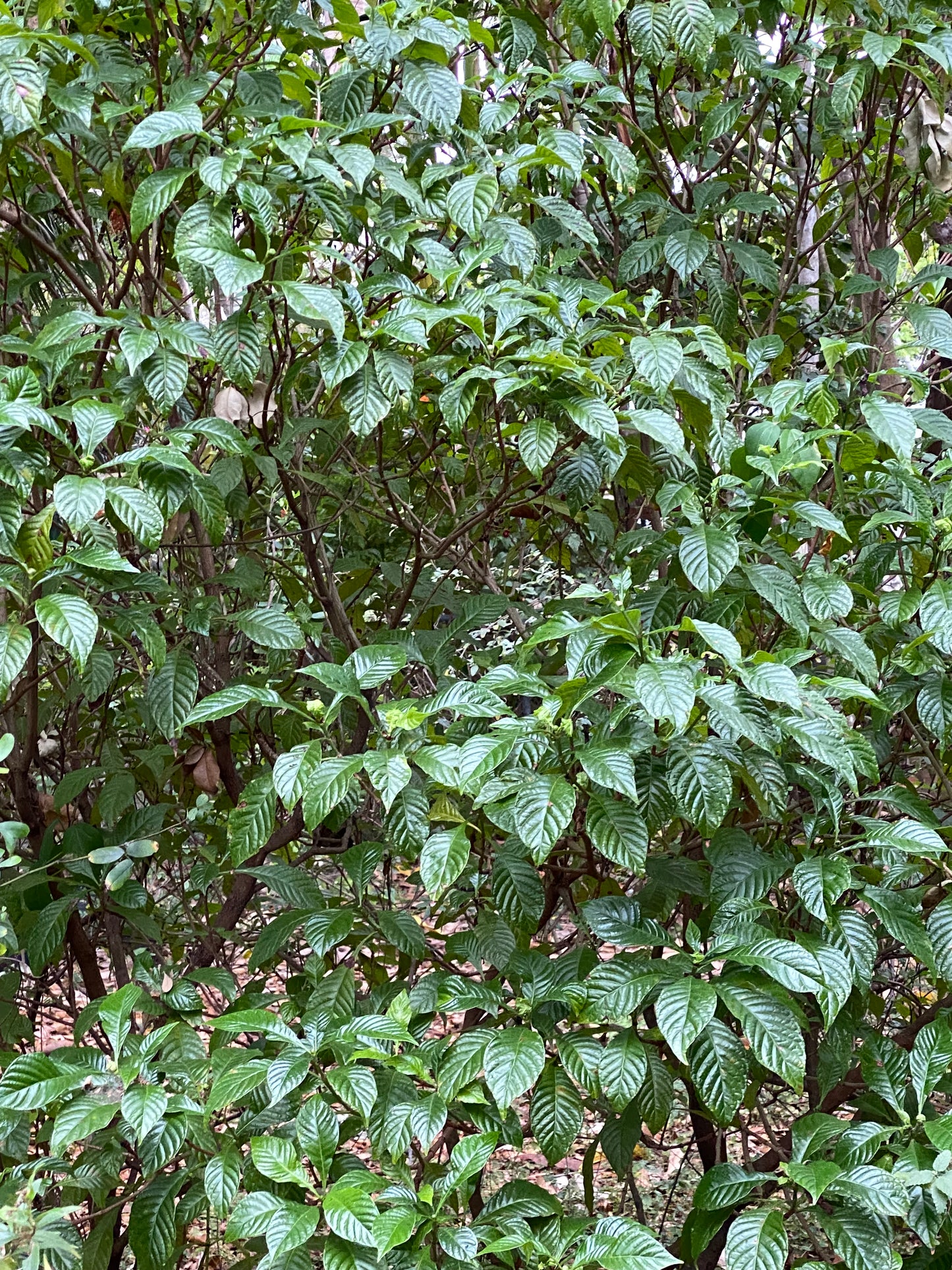 Shiny Leaf Wild Coffee