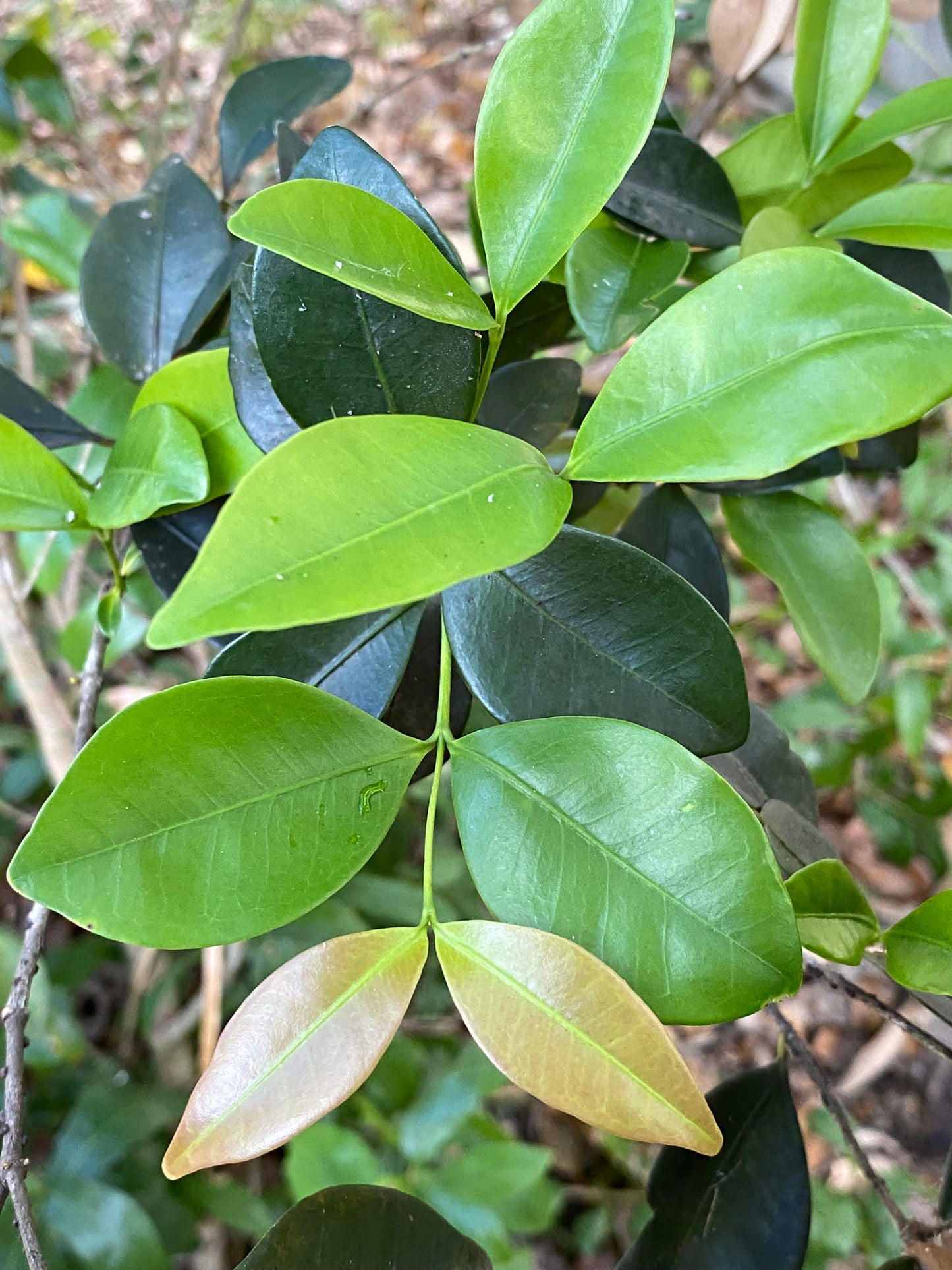 Myrtle-of-the-River
