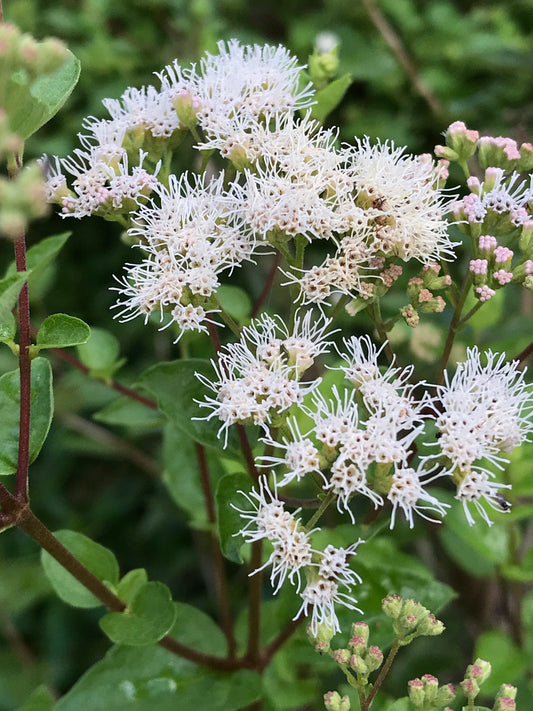Florida Shrub Throughwort