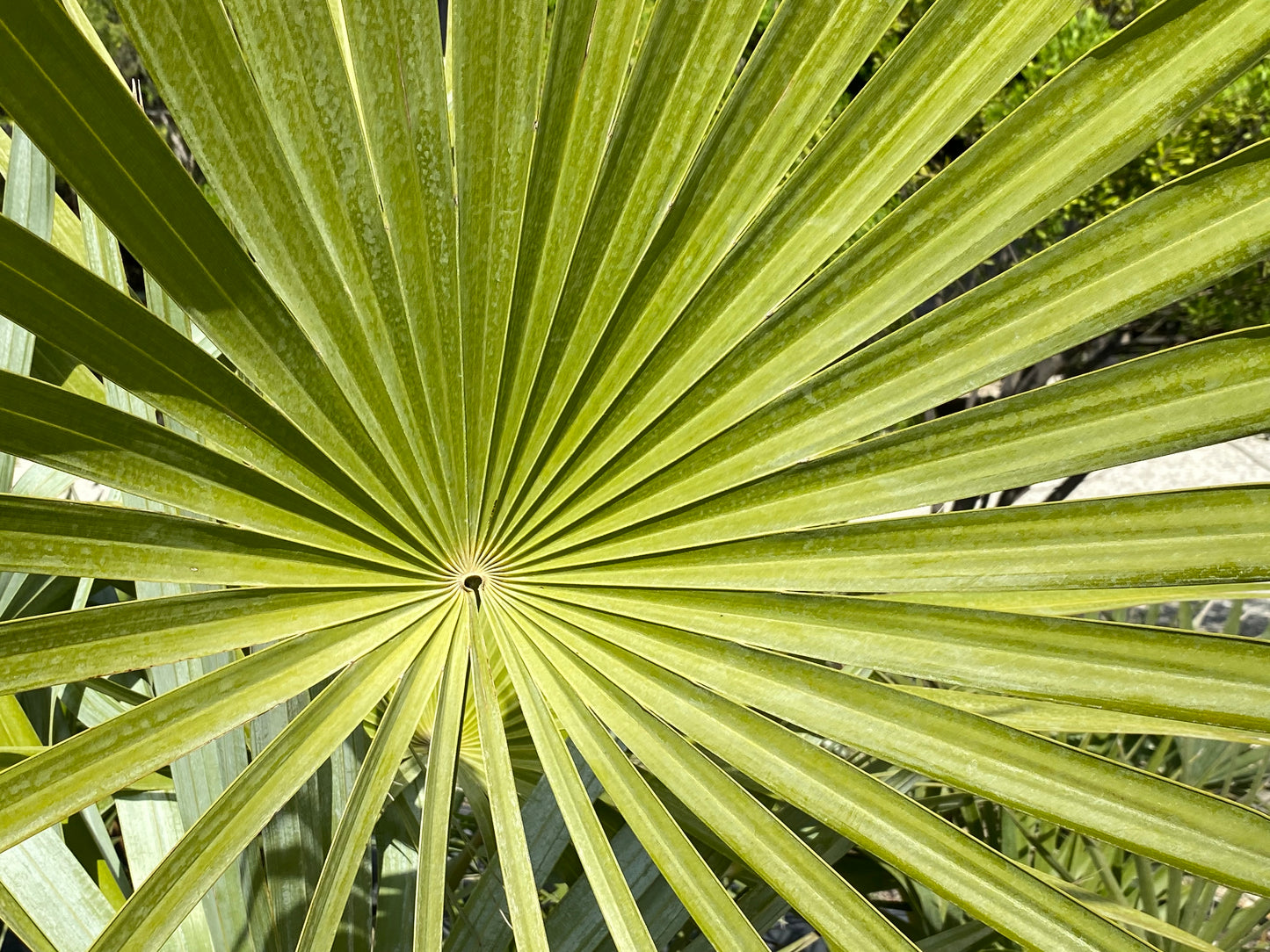 Florida Thatch Palm