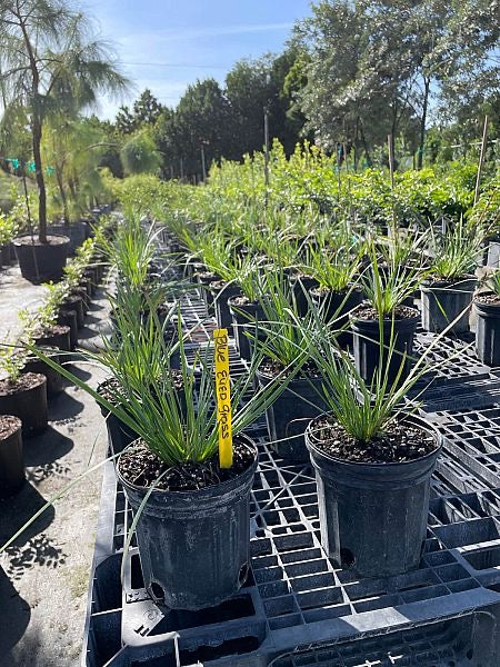 Blue-eyed Grass