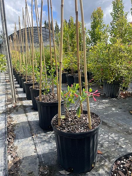 Coral Honeysuckle