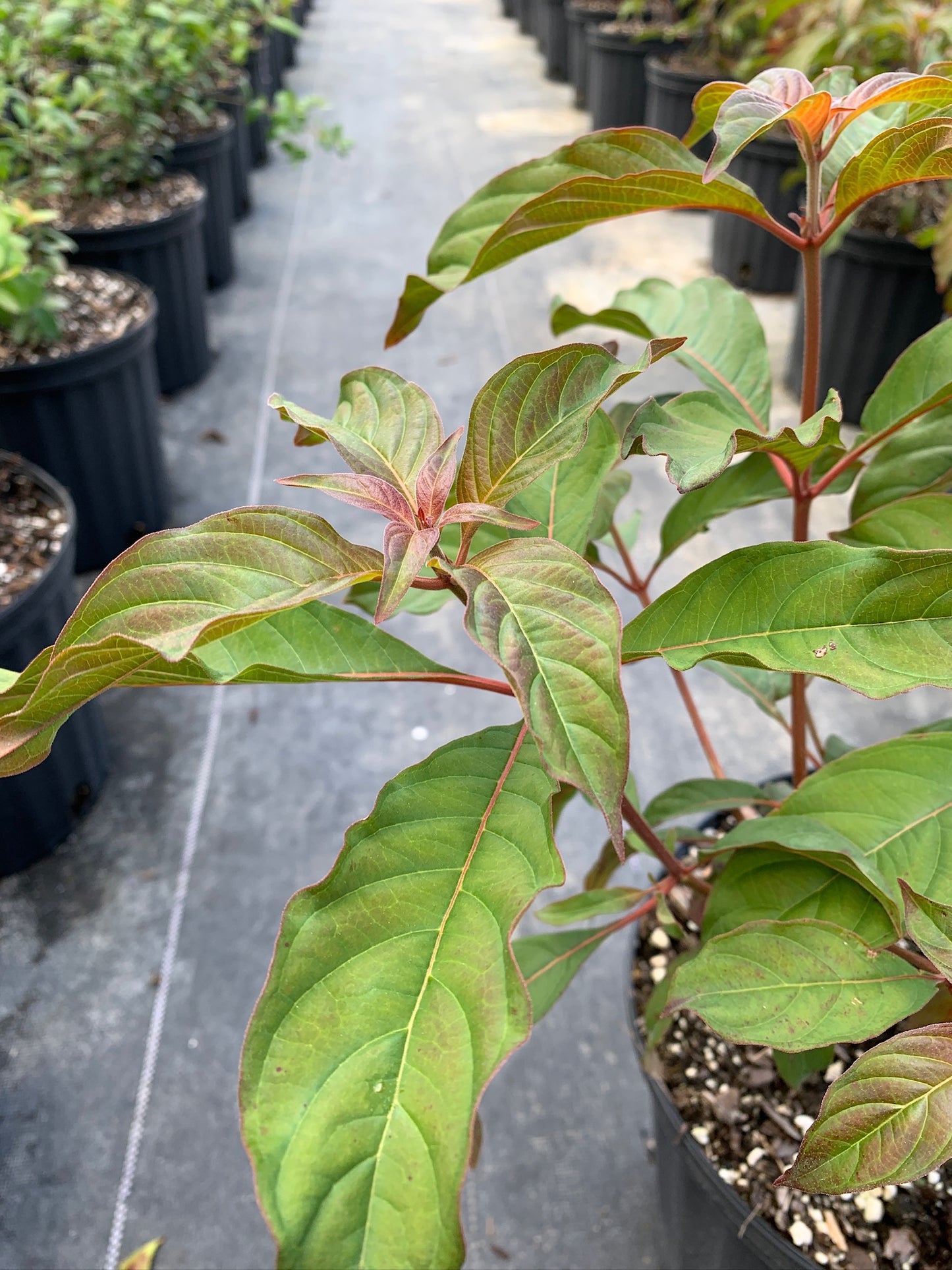 Florida Firebush