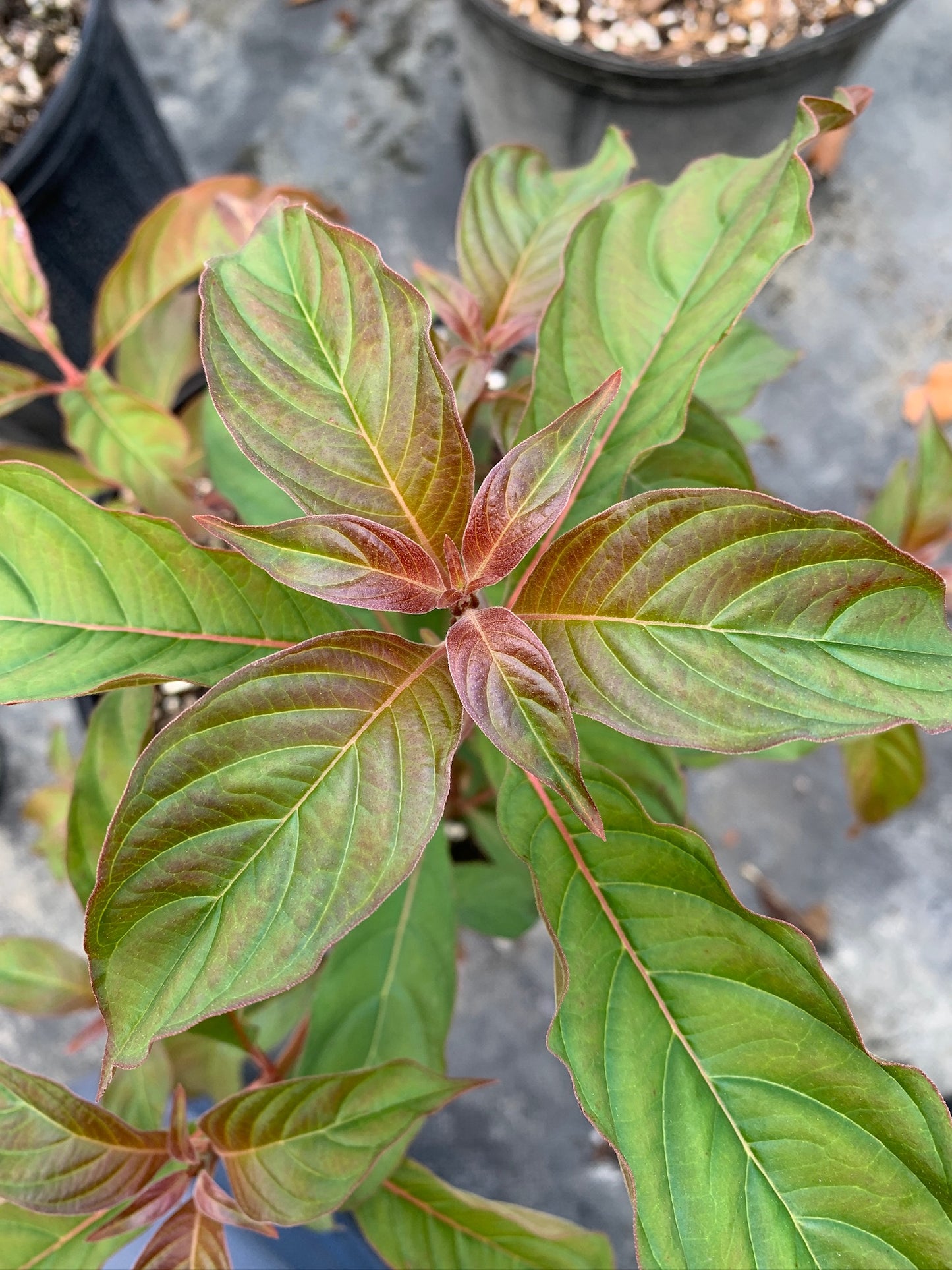 Florida Firebush
