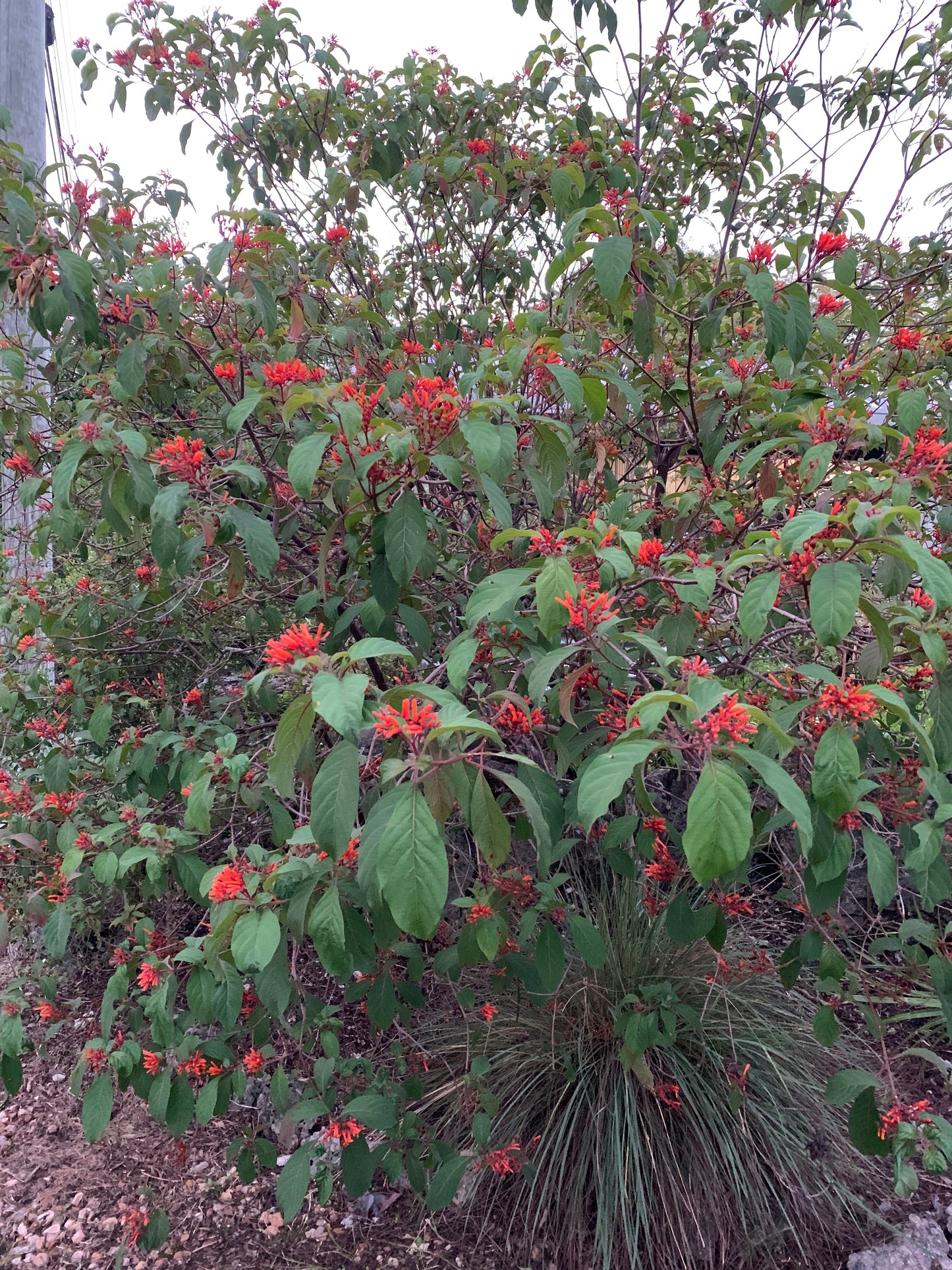 Florida Firebush