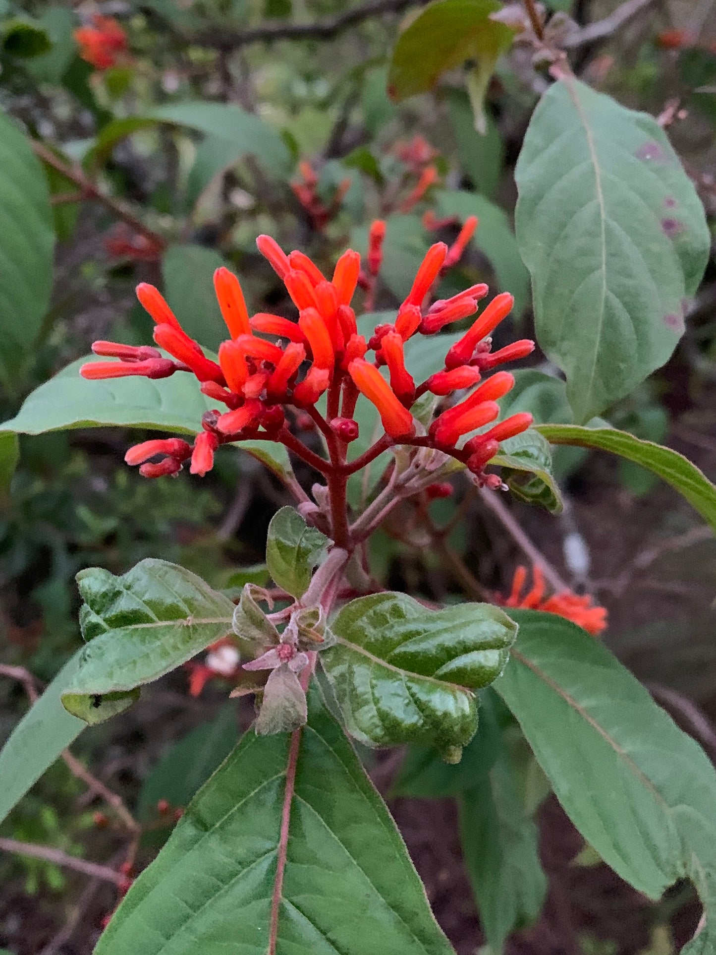 Florida Firebush