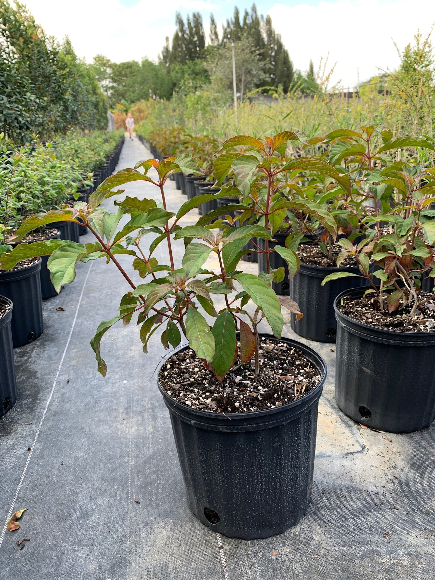 Florida Firebush