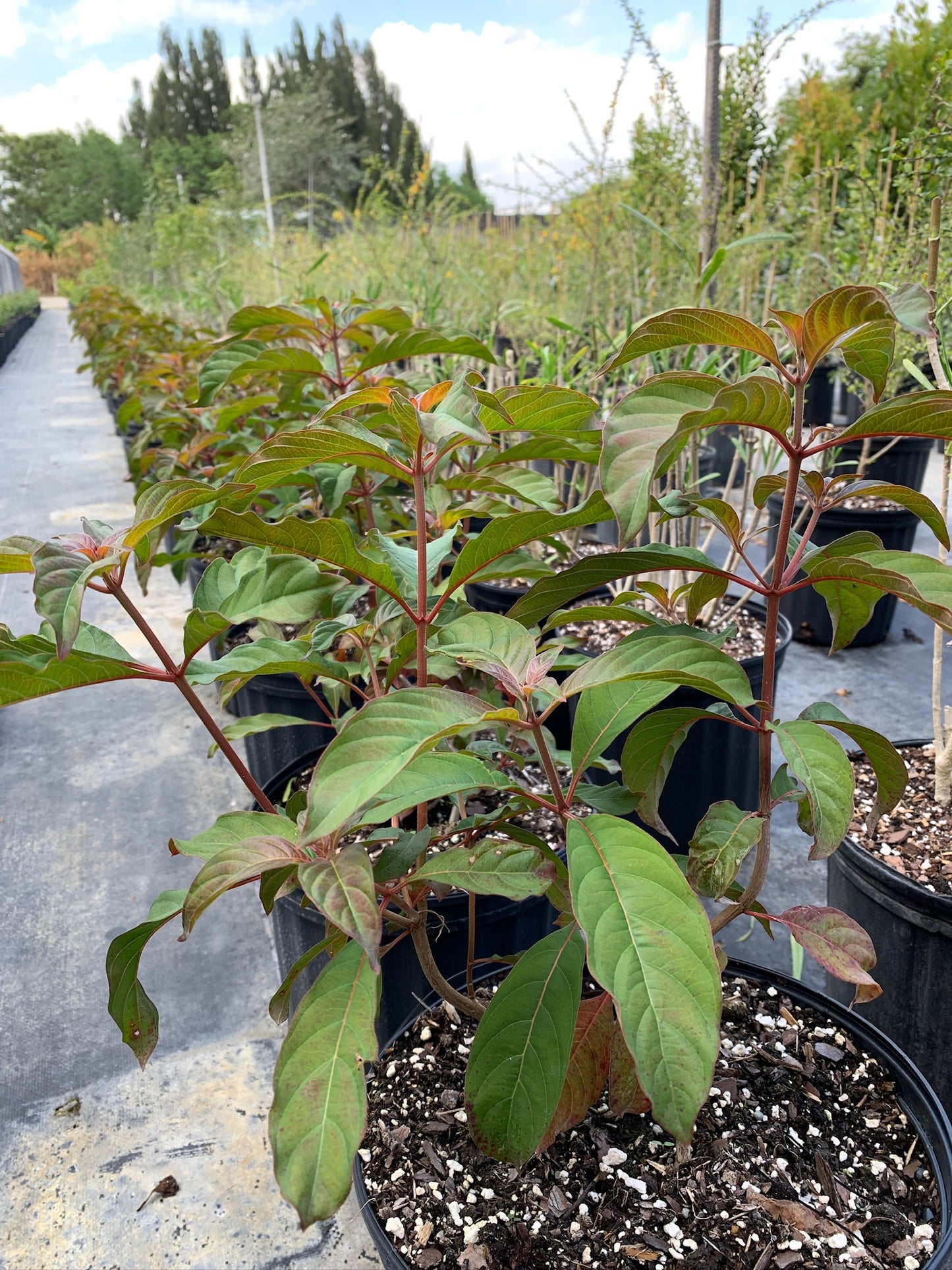 Florida Firebush