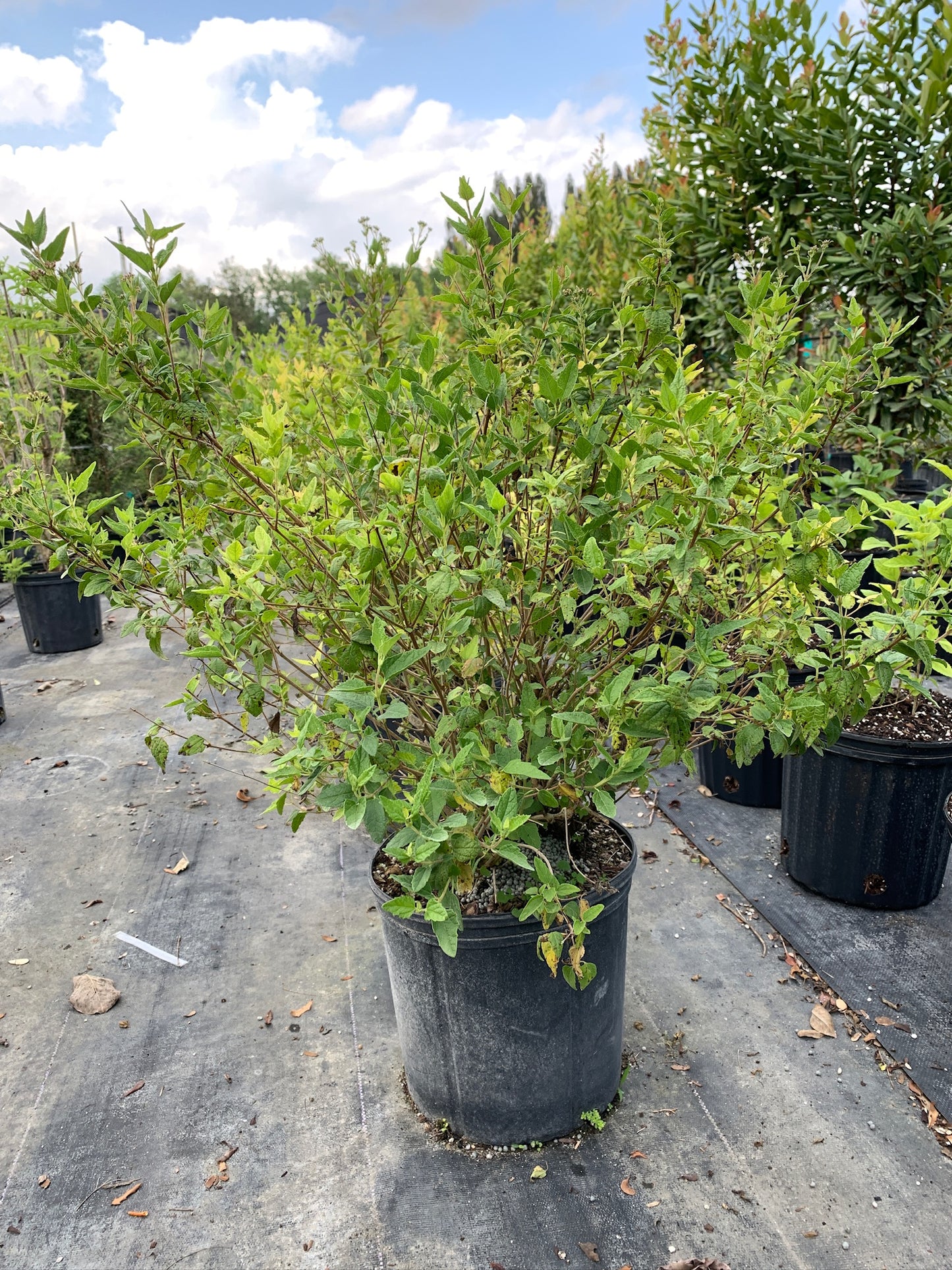 Florida Shrub Throughwort