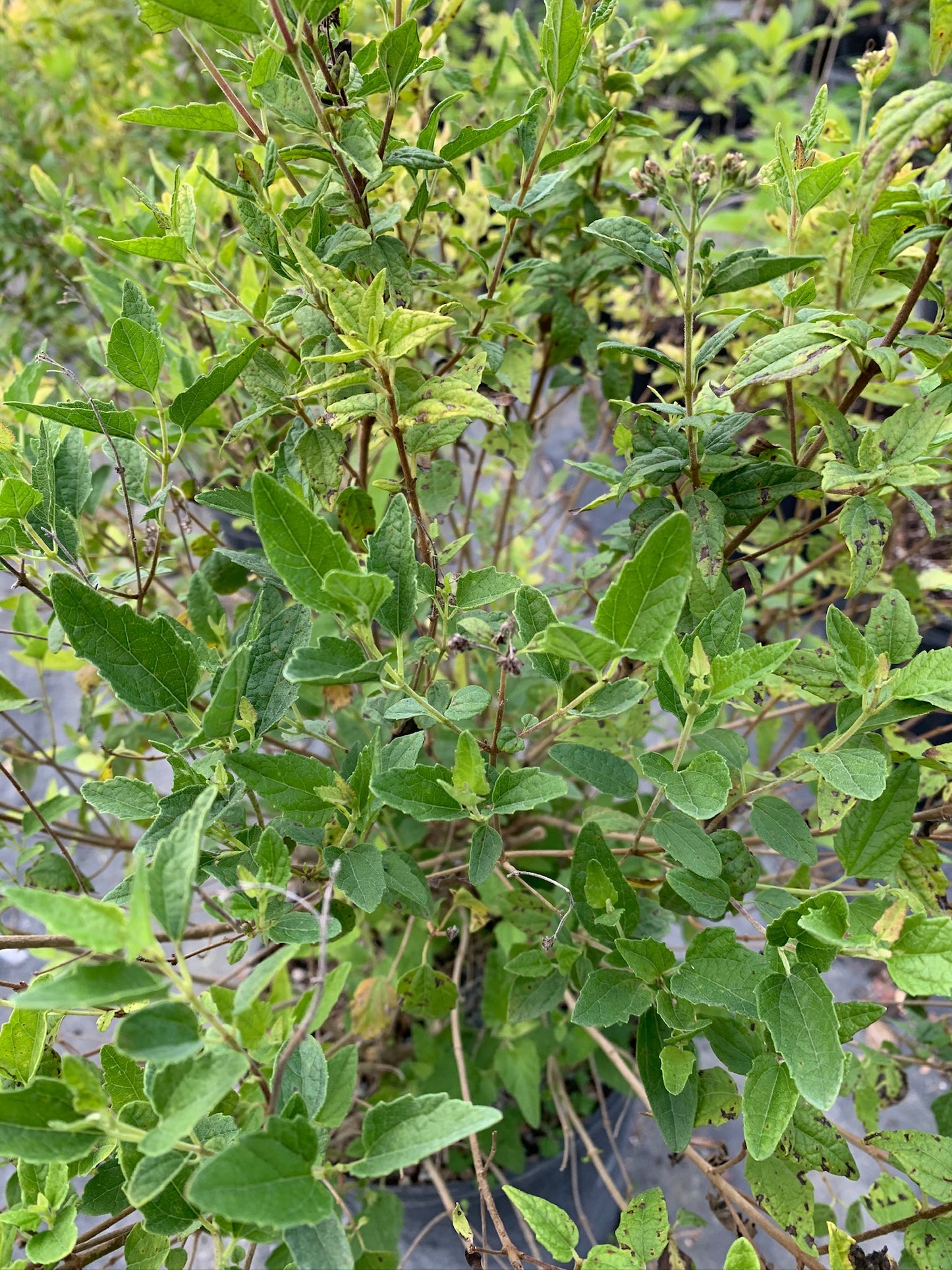 Florida Shrub Throughwort